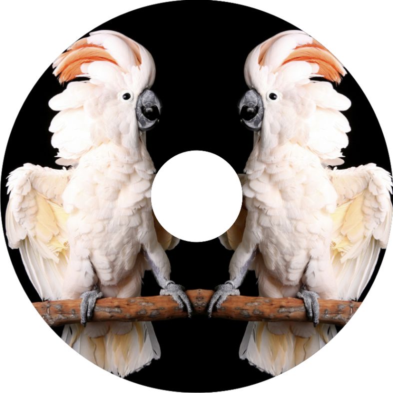 Speichenschutz Nr. 3333