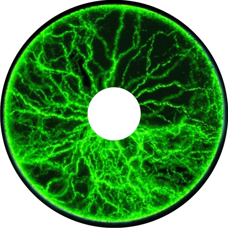 Speichenschutz Nr. 3781