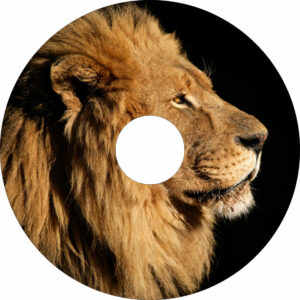 Speichenschutz mit Motiv männlicher Löwe