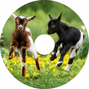 Speichenschutz mit Motiv tobende Kälbchen